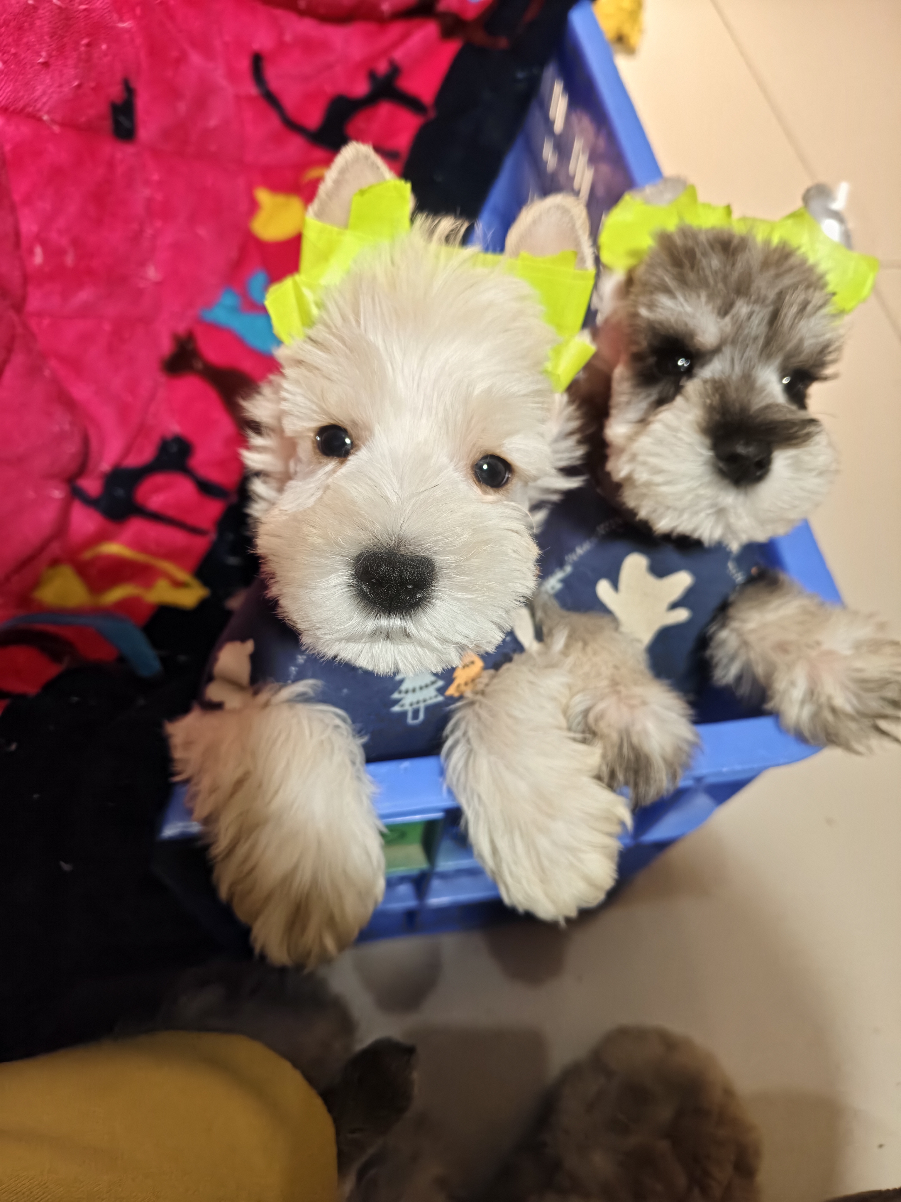 可爱的白色雪纳瑞幼犬找新家！小狗现仅三个月龄，都是健康的小男孩哦～已经打